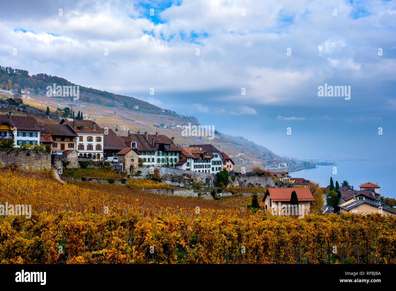 Les vignobles de Lavaux dans la couleur en automne. Banque D'Images