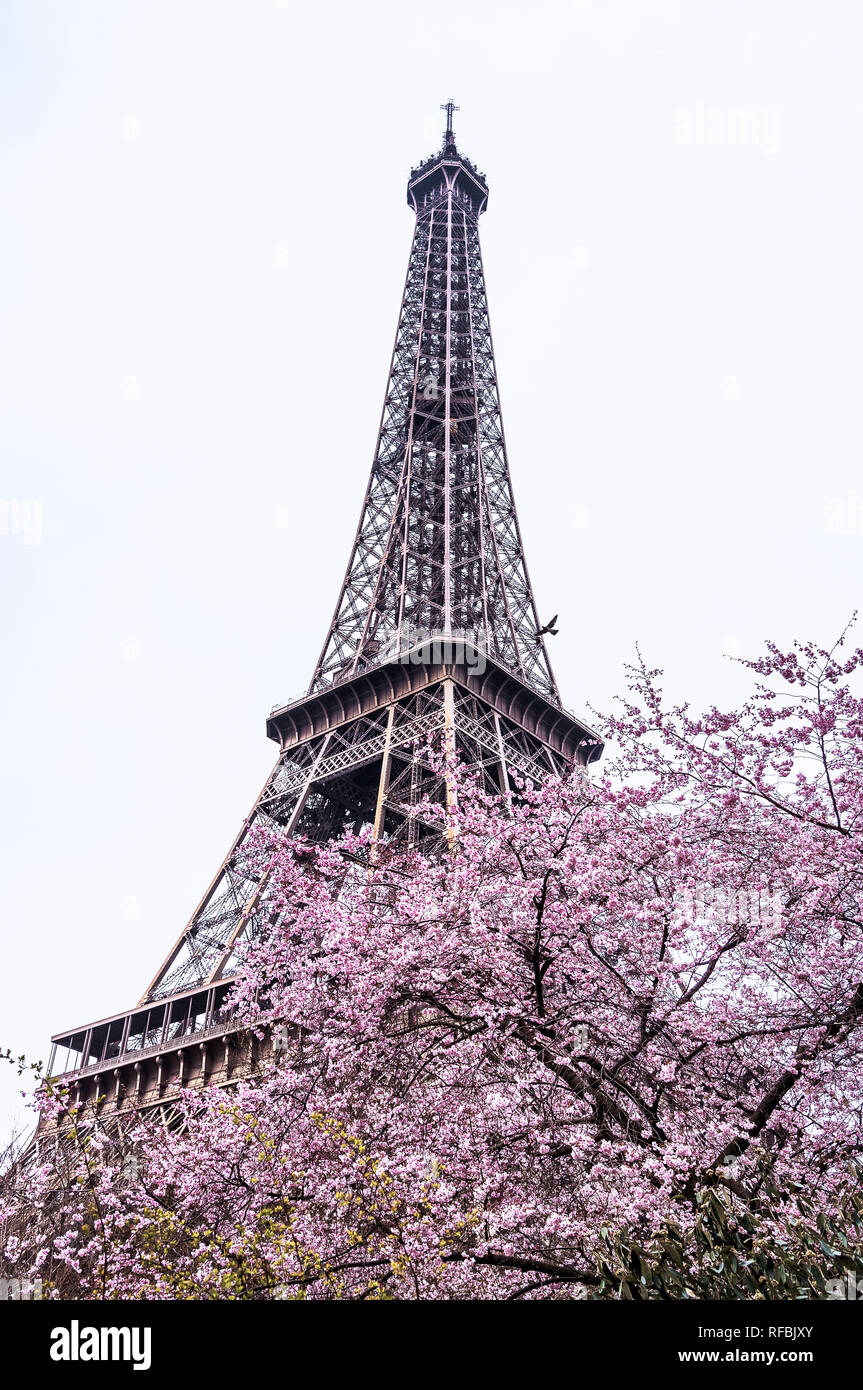 Fleurs De La Tour Eiffel Banque D Image Et Photos Alamy