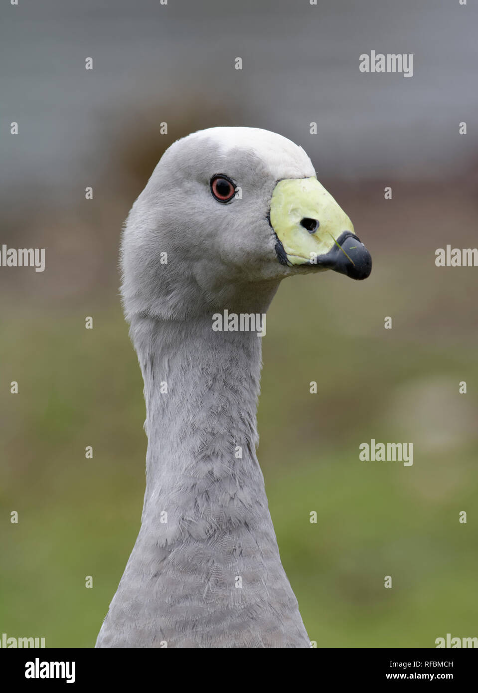 Ou Cape Barren Goose Cereopsis Cereopsis novoehollandiae - gros plan de tête Banque D'Images