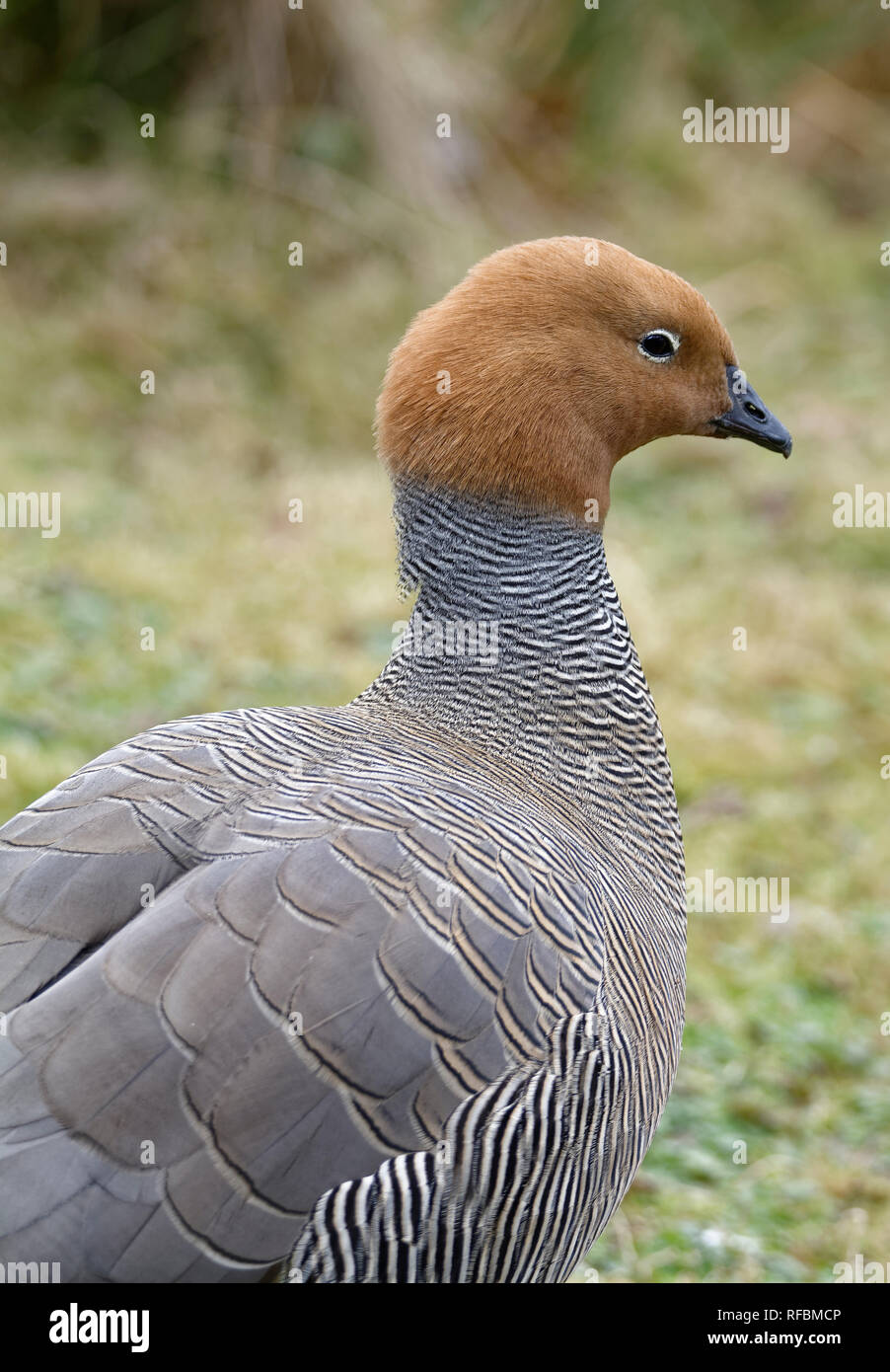 Ouette à tête rousse - Chloephaga rubidiceps d'Amérique du Sud Banque D'Images