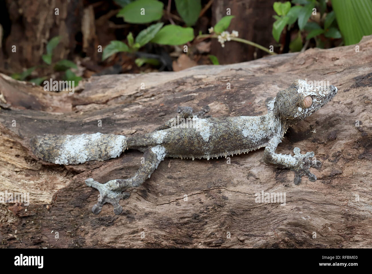 Gecko à queue de feuille moussu Banque D'Images
