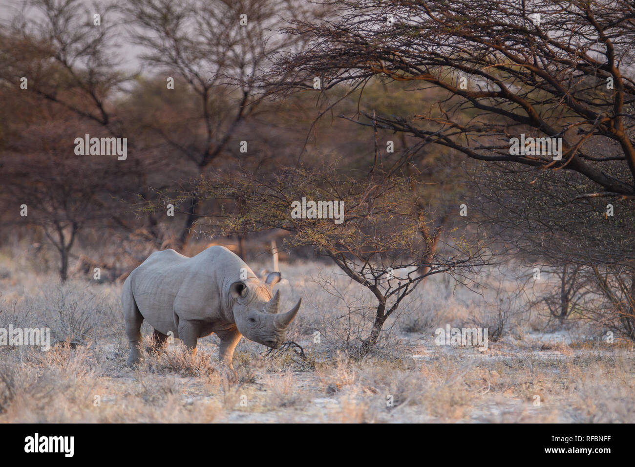 Onguma Game Reserve est une réserve privée sur la frontière est de l'Etosha National Park où vous pourrez admirer des paysages arides et excellent de la faune Banque D'Images