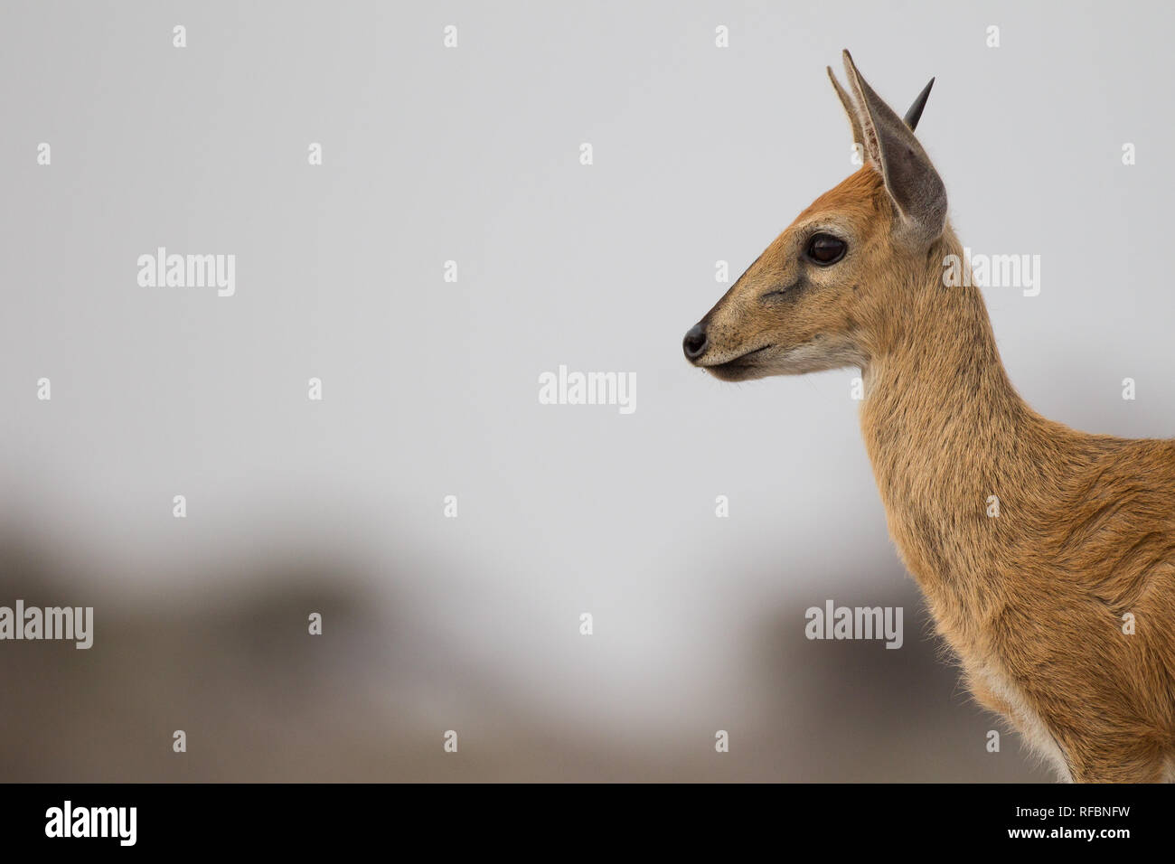 Onguma Game Reserve est une réserve privée sur la frontière est de l'Etosha National Park où vous pourrez admirer des paysages arides et excellent de la faune Banque D'Images