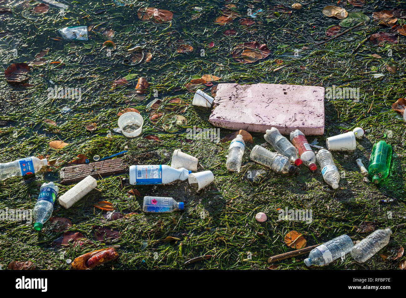 MIAMI - Septembre, 2018 : les bouteilles d'eau en plastique, des tasses, et des morceaux de styromousse flotter avec les herbiers dans Biscayne Bay, où la pollution des océans est un problème. Banque D'Images