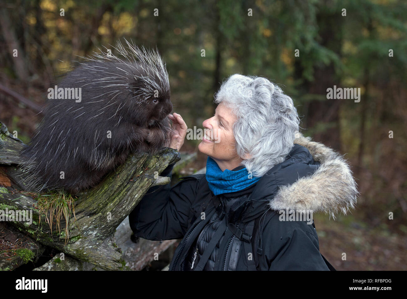 Woman petting une captive Porcupine, près de Haines en Alaska Banque D'Images