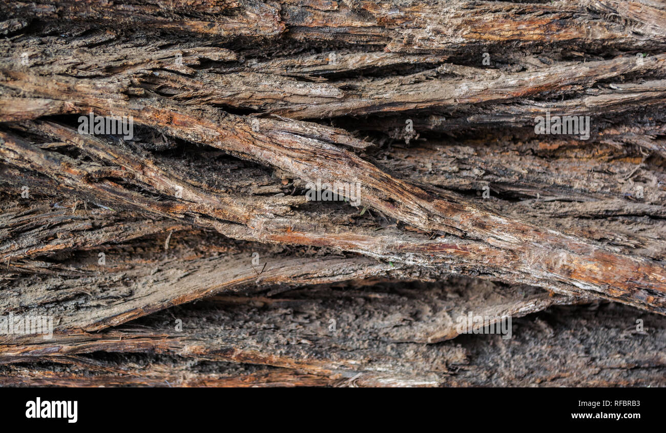 Texture bois naturel, fond , Résumé , vieil arbre Banque D'Images