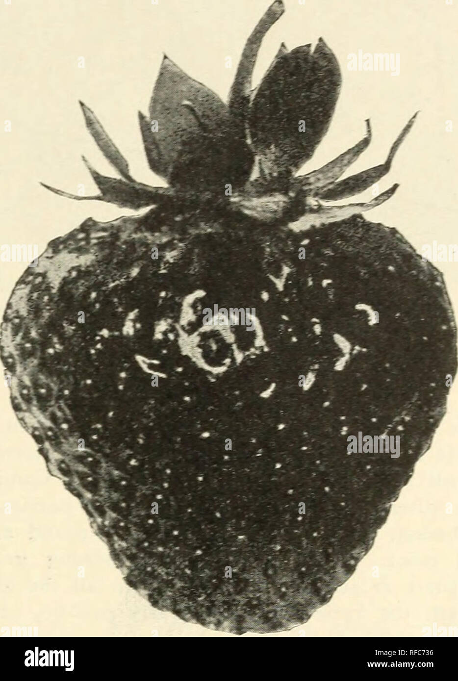 . Catalogue des arbustes vivaces, plantes grimpantes, rosiers, plantes de couverture des arbres à feuilles persistantes de petits fruits et le jardin racines avec illustrations et commentaires : no 1. Catalogues Catalogues d'arbres ; les fleurs ; plantes ; horticulture ; Catalogues Catalogues Catalogues Catalogues vivaces ; fruits ; catalogues d'arbustes ; catalogues commerciaux New Jersey peu d'argent. et sont carrément avec une conique vert lumineux ot "burr" ; et qu'ils "se tenir debout" remarquablement bien après chargement. Moyenne saison jusqu'à assez tard. Douz., 25C, 60C, 100 ; 1000, $3.50. CHESAPEAKE.-Un superbe berry à cause de sa grande taille, l'uniformité, firmnes Banque D'Images