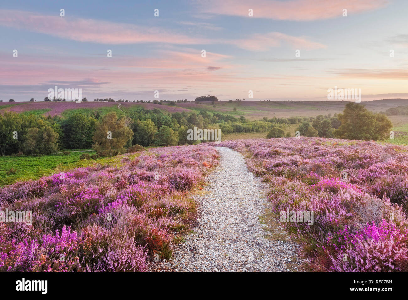 Heather en fleurs sur la lande de Plaine Commune, Rockford, Linwood, parc national New Forest, Hampshire, England, UK Banque D'Images