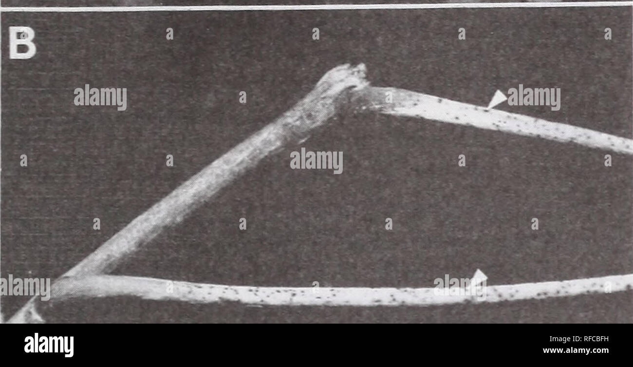 . De récentes recherches sur les maladies du feuillage : conference proceedings : Carlisle, Pennsylvanie, du 29 mai au 2 juin 1989. Maladies et ravageurs des feuilles United States Congrès. Effet des blessures et de l'inoculation sur site infection.-blessant augmente significativement l'infection des dépliants (fig. 4). Les blessés dépliants inoculés à nervure médiane et marge avait 56 % et 67 % d'infection alors qu'nonwounded inoculés mais traiter- ments inoculés n'avait que 17 % et 28 % d'infection, re- respectivement. Les deux nonwounded et blessé les pétioles ont montré 100 % d'infection lorsque inoculé avec G. fraxini. Le symptôme de l'infection Banque D'Images