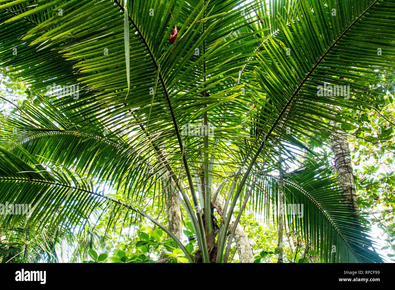 Une photo de feuilles de palmier dans une jungle côtière de Costa Rica Banque D'Images