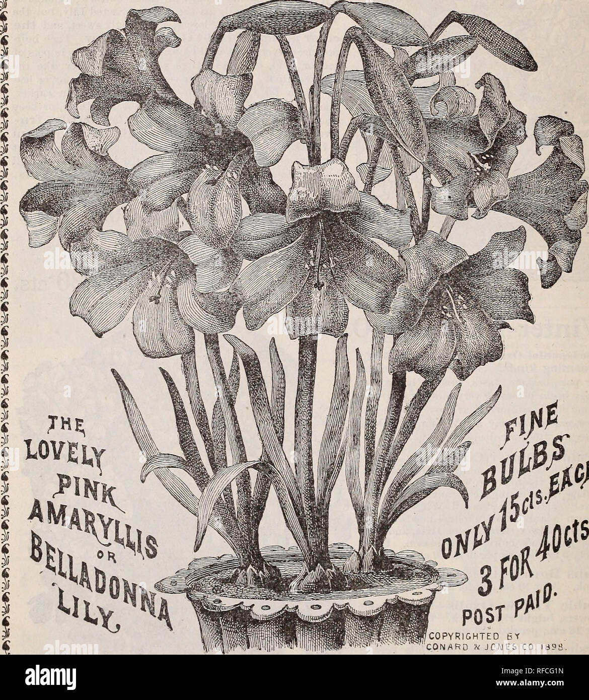 . Automne 1898 nouveau guide : bulbes à fleurs, de roses et d'autres belles fleurs, pour l'hiver et au printemps la floraison. Pépinière Virginia West Grove catalogues ; les plantes, bulbes ornementaux ; Catalogues Catalogues (plantes) ; catalogues ; graines de fleurs roses de catalogues. 16 LE CONARD &AMP ; JONES COMPANY, WEST GROVE, PA. L'Amaryllis. Reine d'WINTEMLOfEMG les ampoules. MAT ÊTRE "CONSERVÉES DANS DES POTS TOUTE L'ANNÉE LIÉ À L'OB À GRAND LN de l'été.. Belle propriété 6 O CONARD JONES CO IBS ? Belladonna Lily. jc ou Amaryllis belladonna Lily rose. (Voir illustration ci-dessus, et également de beaux plaque couleur Tj sur capot arrière.) Grand, la Banque D'Images