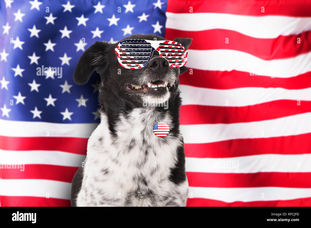 Portrait d'un chien portant des lunettes de soleil et d'un insigne in front  of American Flag Photo Stock - Alamy