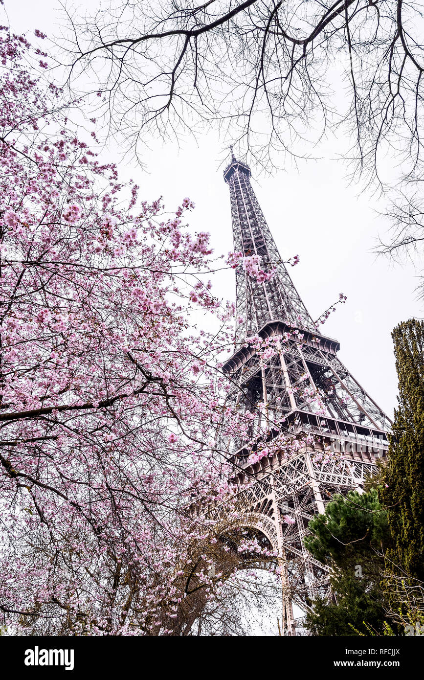 Tour Eiffel Plus De Fleurs Roses En Fleurs Paris France Photo Stock Alamy