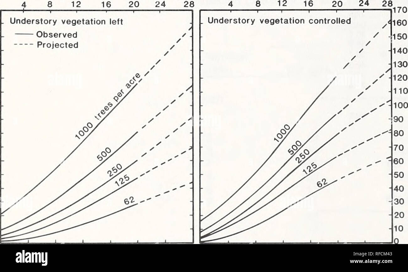 . Vingt ans de croissance des jeunes plants de pin ponderosa éclaircis à espacements cinq dans le centre de l'Oregon. Le pin de l'Oregon ; l'éclaircie de la forêt de l'Oregon. S 1 2 3 4 5 * n * 6.0 1 2 3 4 5 a 3 u&gt ; 5.0 4.0 - 3.0 - (0 Z 753 C C A3 X) O a. 2.0 1.0 - période 2 3 4 5 1 2 3 4 5 1 2 3 4 5 La végétation La végétation de gauche 1000 contrôlée 6.6 500 250 125 arbres par hectare 9,3 13,2 18,7 (espacement des pieds) 62 26,4 Figure 8 -annuel périodique en surface terrière pendant cinq périodes de mesure de 4 ans. 170 160 150 140 130 120 110 100 90 80 70 60 50 40 30 20 10 0 1959 ans depuis l'éclaircie 20 24 28 48 ve de sous-Bois Banque D'Images