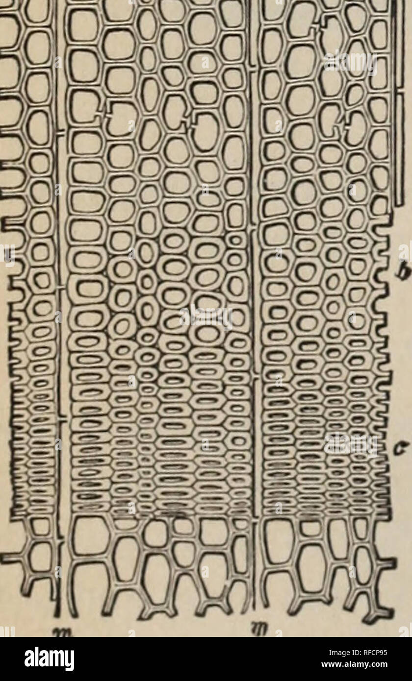 . Une introduction de la foresterie : partie I, la forêt. Les forêts et la foresterie. Fig. 9.-Bois d'un chêne, largement intensifié.. Veuillez noter que ces images sont extraites de la page numérisée des images qui peuvent avoir été retouchées numériquement pour plus de lisibilité - coloration et l'aspect de ces illustrations ne peut pas parfaitement ressembler à l'œuvre originale.. Gifford Pinchot,, 1865-1946. Washington, D. C. : U.S. Dept. of Agriculture Banque D'Images