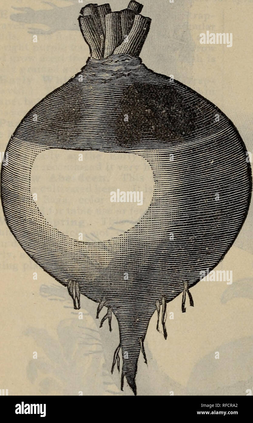 . Jardin almanach et manuel pour les états du sud de la J. Steckler Seed Co., Ltd.. Pépinière en Louisiane New Orleans catalogues ; catalogues ; Graines de légumes graines de fleurs Graines d'herbes ; catalogues ; Catalogues Catalogues de fruits. Début d'Œufs blancs ou Français Blanc Navet.. L'amélioration de l'urple Top Ruta Baga. La poire de légumes. Sycios ou Sechium edulis. Le règne végétal Poire, ou ''Mirliton", comme les Créoles ici dire qu'il est, appartient à la famille des Curcubitacés, et est connue des botanistes sous le nom de '"One-Seeded le concombre." Comme la plupart des cucurbitacées la plante est une vigne et peut être formé sur un treillage, o Banque D'Images