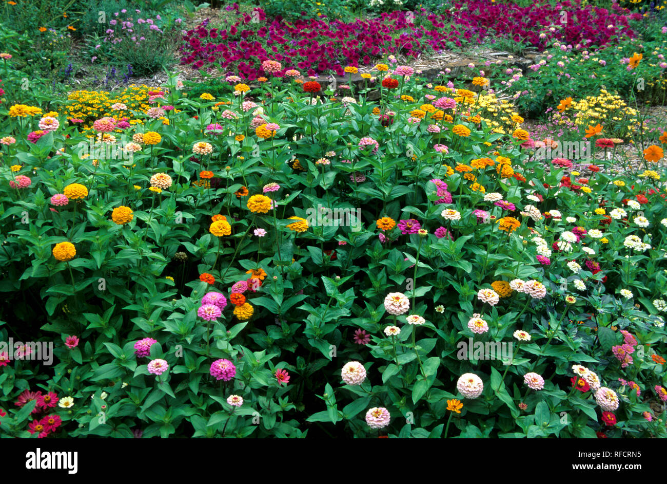 63821-09404, Zinnias vague Violet Pétunias, Lantana, Pincushion fleur en jardin de fleurs, Marion Co. IL Banque D'Images