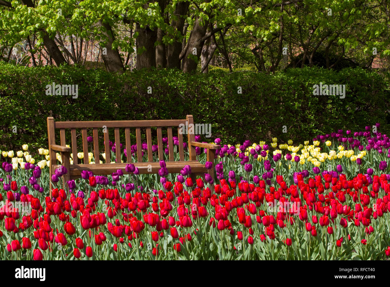 Banc de lit 63821-21303 dans tulipes (Tulipa 'Negrita', 'strong violet Gold', jaune et rouge)' 'Cassini à Cantigny Gardens, Wheaton, Illinois Banque D'Images