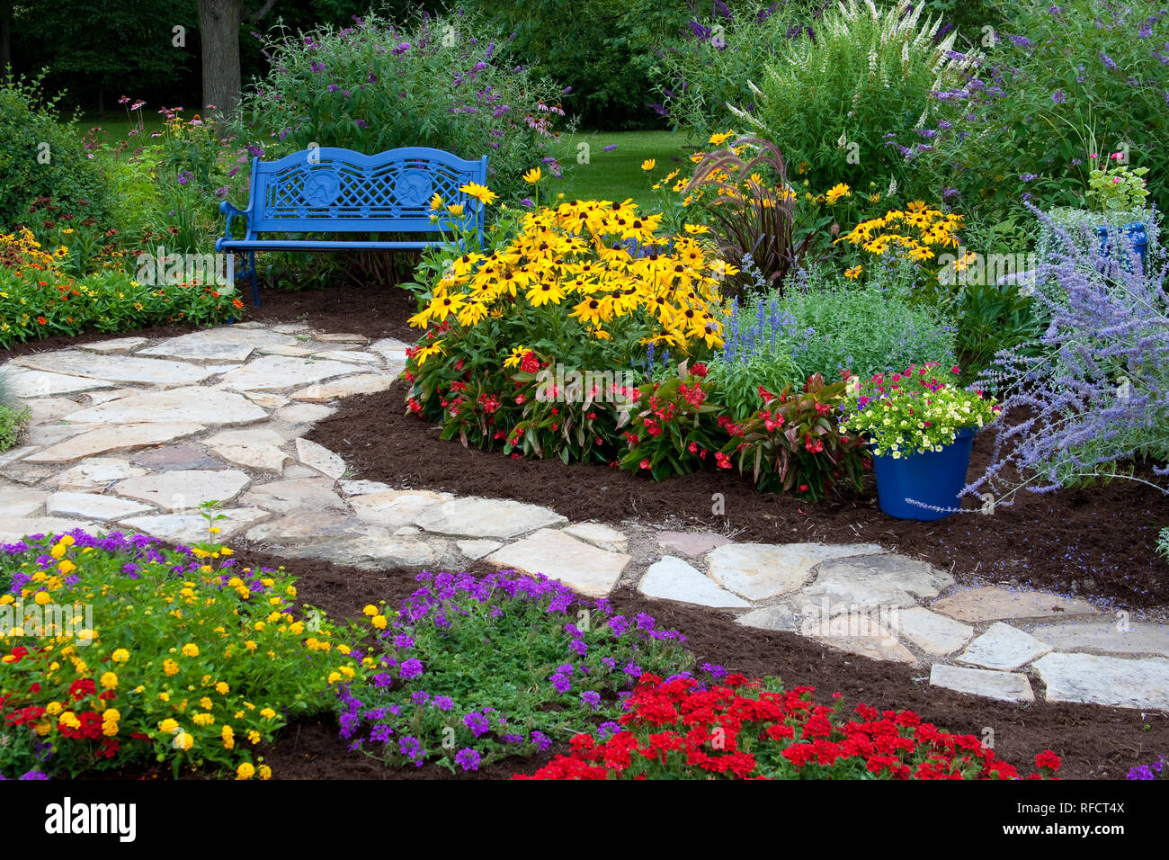 63821-21713 banc bleu, bleu, pot et sentier en pierre dans le jardin de fleurs. Susans black-eyed (Rudbeckia hirta) Red Dragon Wing Begonias (Begonia x hybrida) Banque D'Images