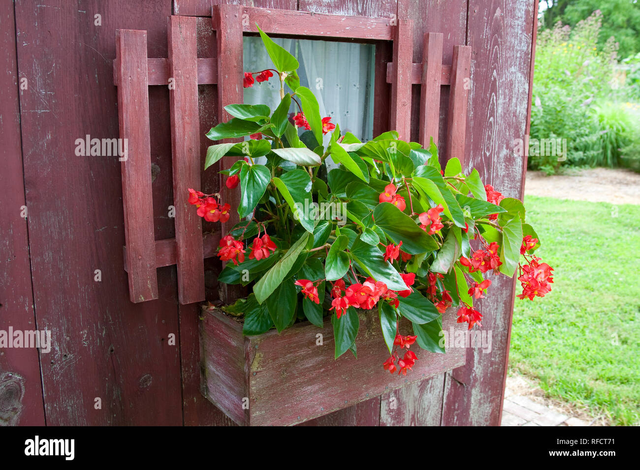 Fenêtre 63821-22102 fort semoir avec Red Dragon Wing Begonias (Begonia x hybrida) sur l'ancien hangar rouge, Marion Co., IL Banque D'Images