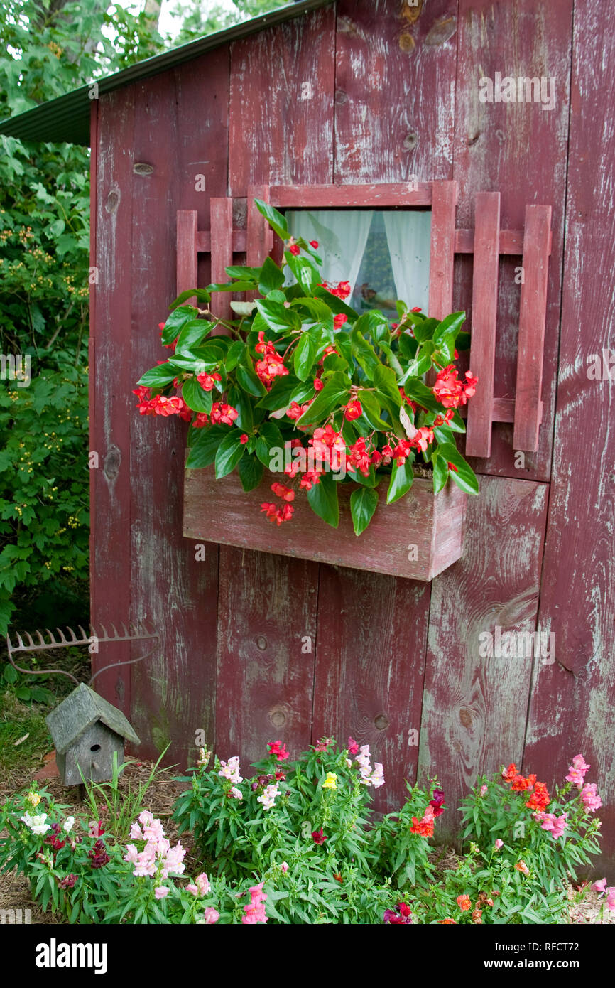 Fenêtre 63821-22104 fort semoir avec Red Wing bégonias (Begonia x hybrida) sur l'ancien hangar rouge, mufliers (Antirrhinum sp.) et de nichoir ci-dessous Marion Co Banque D'Images