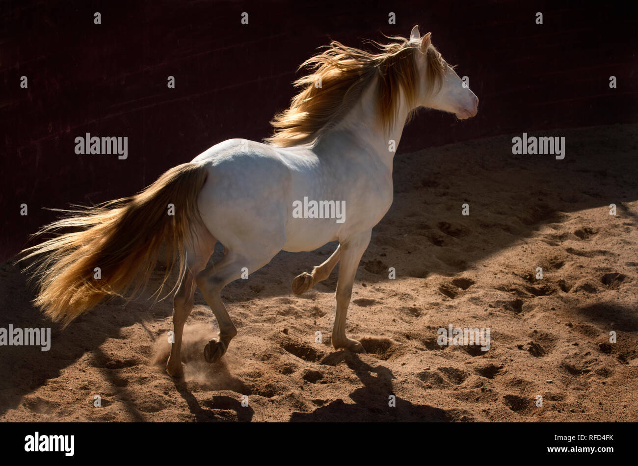 Etalon lusitanien Cremello en liberté, Portugal Banque D'Images