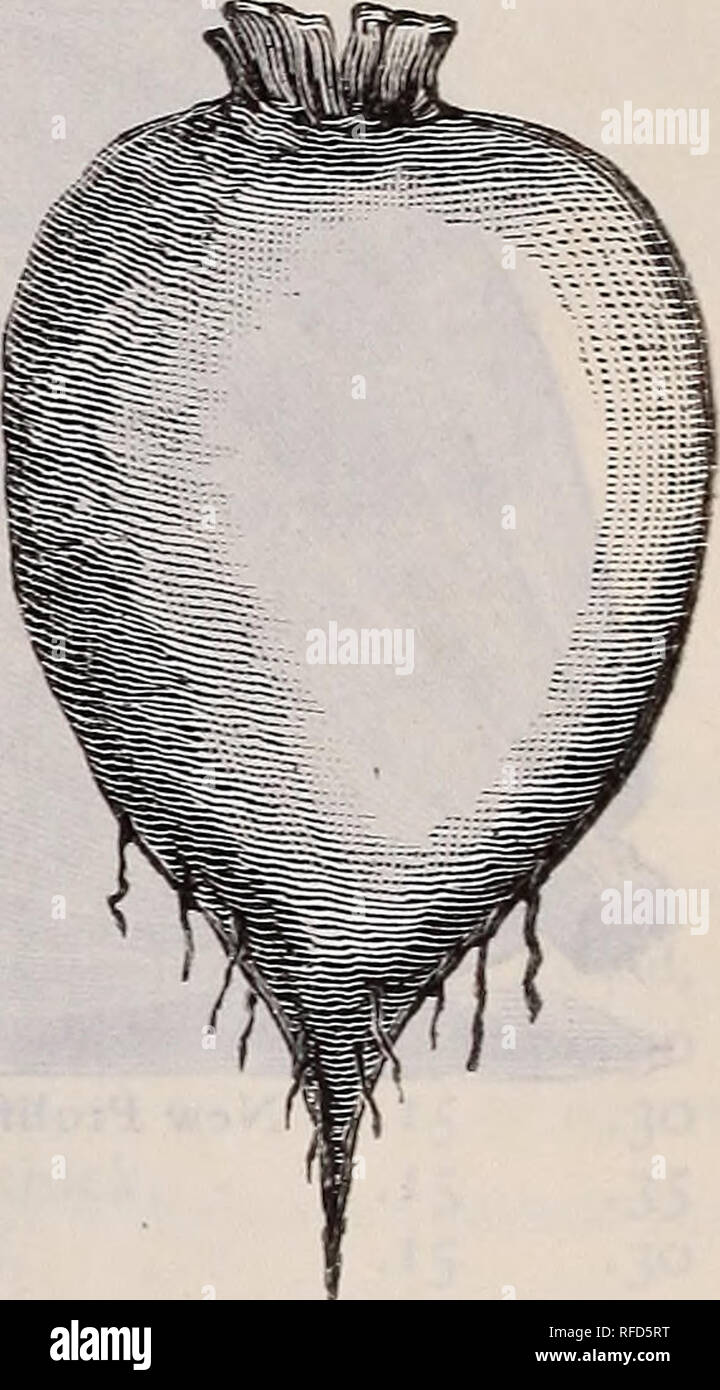 . Les semences, les bulbes, les plantes. Pépinière, Connecticut, Middletown, catalogues, légumes, graines, fleurs, graines, catalogues, catalogues, des fruits, des catalogues ; instruments agricoles, des catalogues. Prix de l'Atlantique. La tomate. Paquet, 5 cents. Once, Atlantic Prize, ou au début, Ruby - So.20 Acme, rouge violacé, - - - .20 Beauté, rouge foncé, début, - - .20 Coussin cramoisi, nouveau, - 0,25 Dwarf Champion, Début, Fin, - 200 Essex Hybrid, early purple, - .20 favori, Livingston's, populaires, - .20 Fordhook First, lisse, précoce, - 0,25 Golden Queen, grand, jaune - .20 Ignotum, solide et productive, - - .25 nouvelle pêche, petite fl Banque D'Images