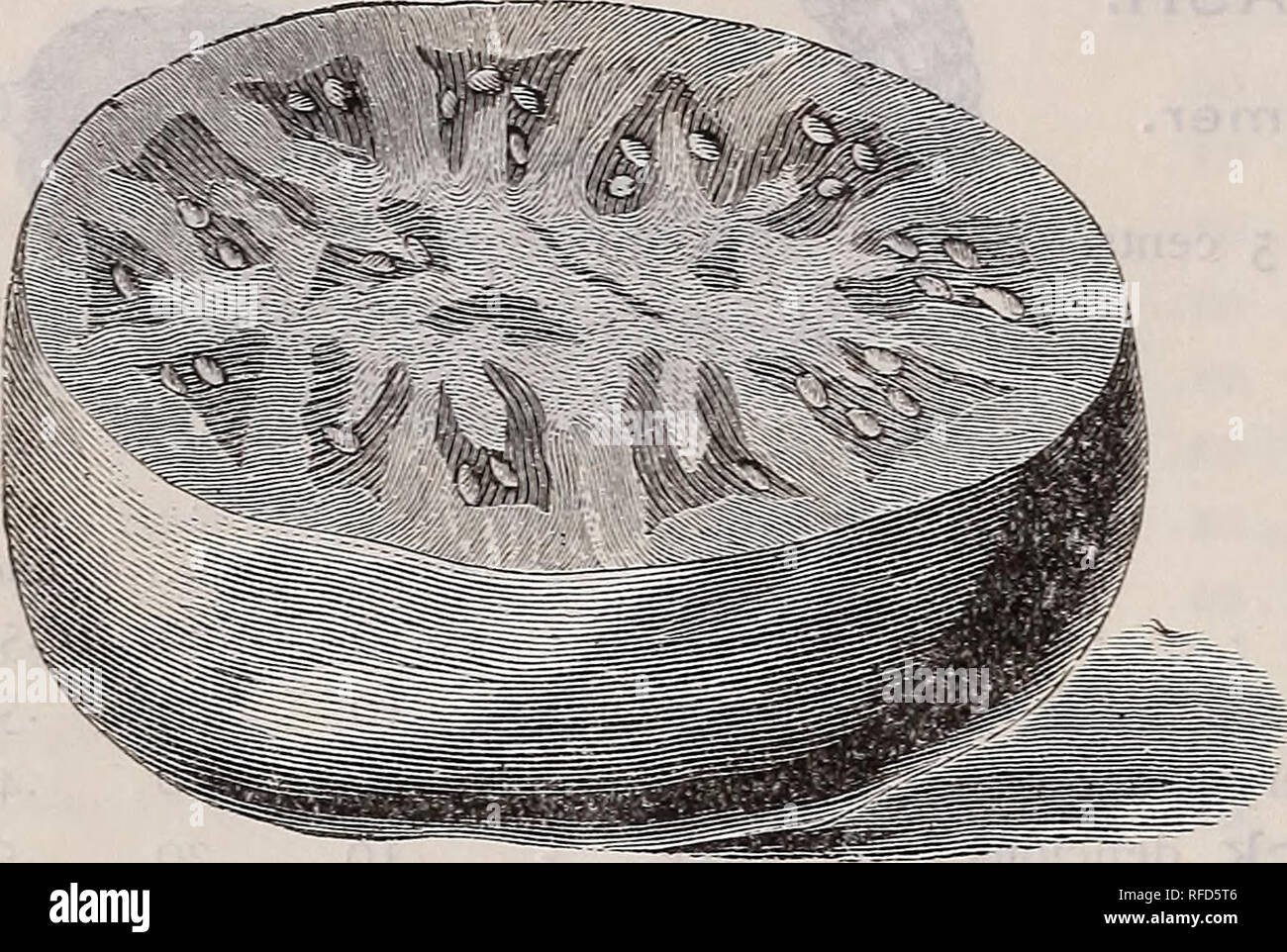 . Les semences, les bulbes, les plantes. Pépinière, Connecticut, Middletown, catalogues, légumes, graines, fleurs, graines, catalogues, catalogues, des fruits, des catalogues ; instruments agricoles, des catalogues. 30 Fred. P. BURR &AMP ; CO. S. Atlantic Prize. La tomate. Paquet, 5 cents. Once, Atlantic Prize, ou au début, Ruby - So.20 Acme, rouge violacé, - - - .20 Beauté, rouge foncé, début, - - .20 Coussin cramoisi, nouveau, - 0,25 Dwarf Champion, Début, Fin, - 200 Essex Hybrid, early purple, - .20 favori, Livingston's, populaires, - .20 Fordhook First, lisse, précoce, - 0,25 Golden Queen, grand, jaune - .20 Ignotum, solide et productive, - - Banque D'Images