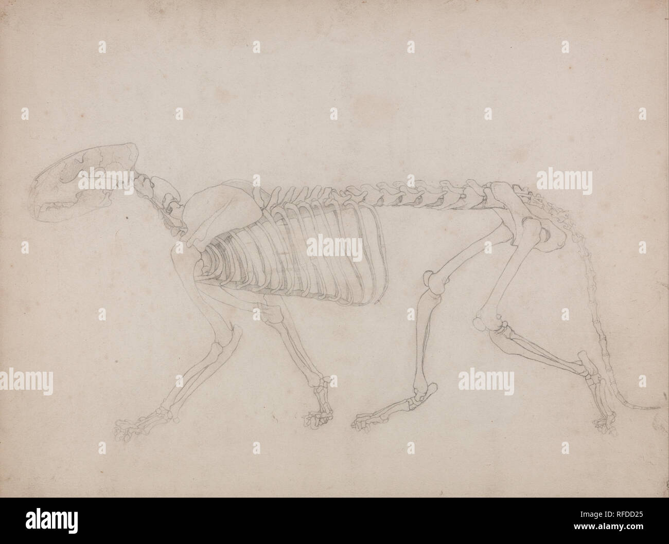 Une étude comparative de l'exposition anatomique de la structure du corps humain avec celui d'un Tigre et d'une pintade Commune : Tiger squelette, vue latérale. Date/période : 1795 à 1806. Dessin. Graphite sur épais, légèrement texturé, vélin crème avec des traces de platemark le long d'un bord. Hauteur : 381 mm (15 in) ; Largeur : 508 mm (20 in). Auteur : George Stubbs. Banque D'Images Une étude comparative de l'exposition anatomique de la structure du corps humain avec celui d'un Tigre et d'une pintade Commune : Tiger squelette, vue latérale. Date/période : 1795 à 1806. Dessin. Graphite sur épais, légèrement texturé, vélin crème avec des traces de platemark le long d'un bord. Hauteur : 381 mm (15 in) ; Largeur : 508 mm (20 in). Auteur : George Stubbs. Banque D'Images