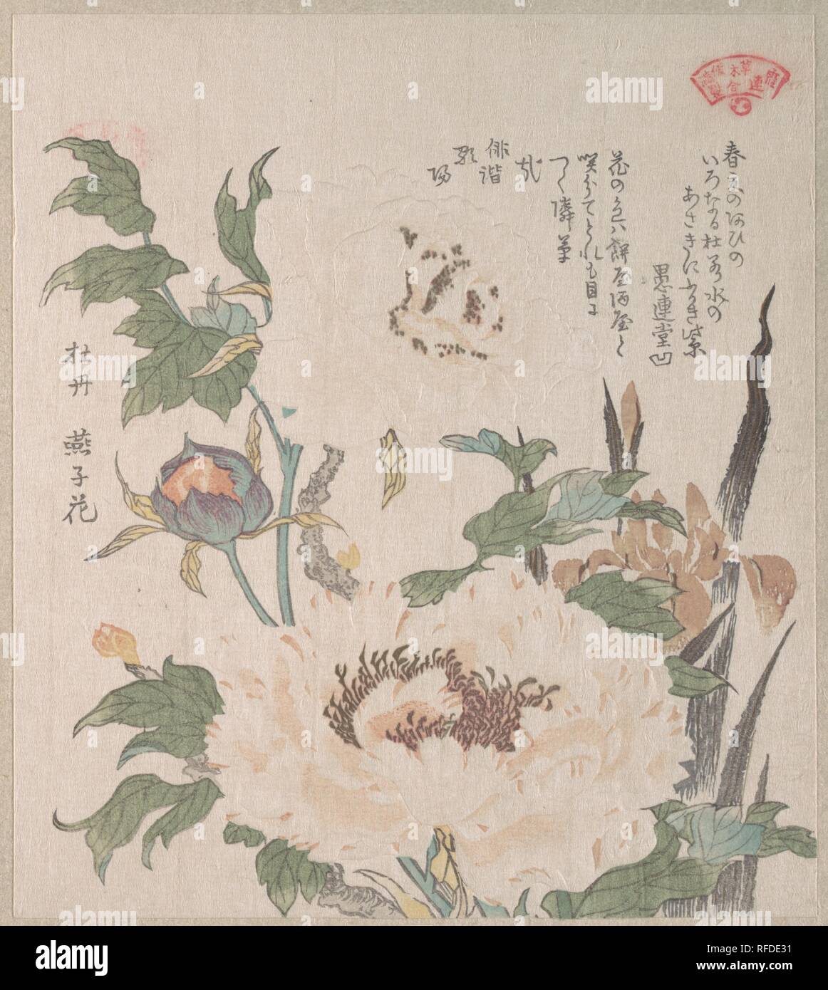 De pivoines et d'Iris. Kubo Shunman (artiste : japonais, 1757-1820). Culture : le Japon. Dimensions : 8 1/4 x 7 3/8 in. (21 x 18,7 cm). Date : du 19e siècle. Musée : Metropolitan Museum of Art, New York, USA. Banque D'Images