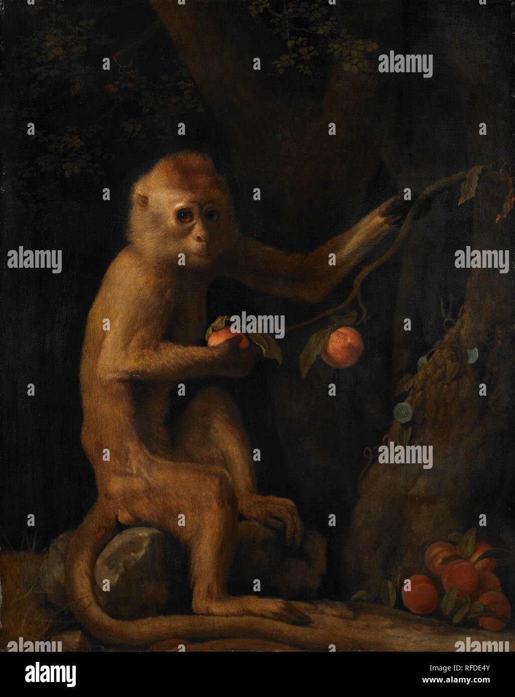 Un singe. Date/période : 1799. La peinture. Huile sur panneau. Hauteur : 700 mm (27,55 po) ; Largeur : 559 mm (22 in). Auteur : George Stubbs. Banque D'Images