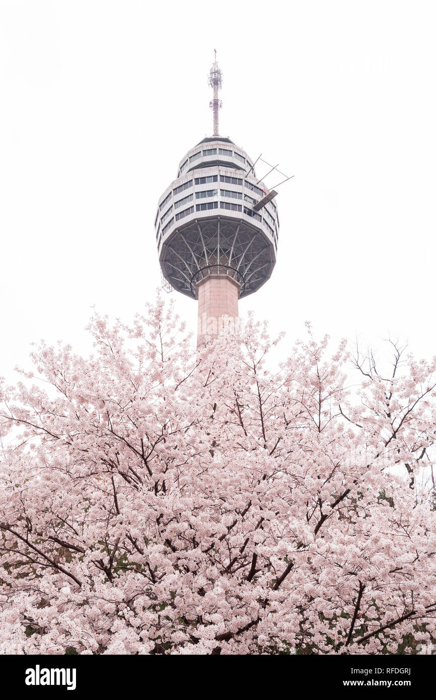 E-World Tour 83 à Daegu City et Fleur de cerisier. Banque D'Images