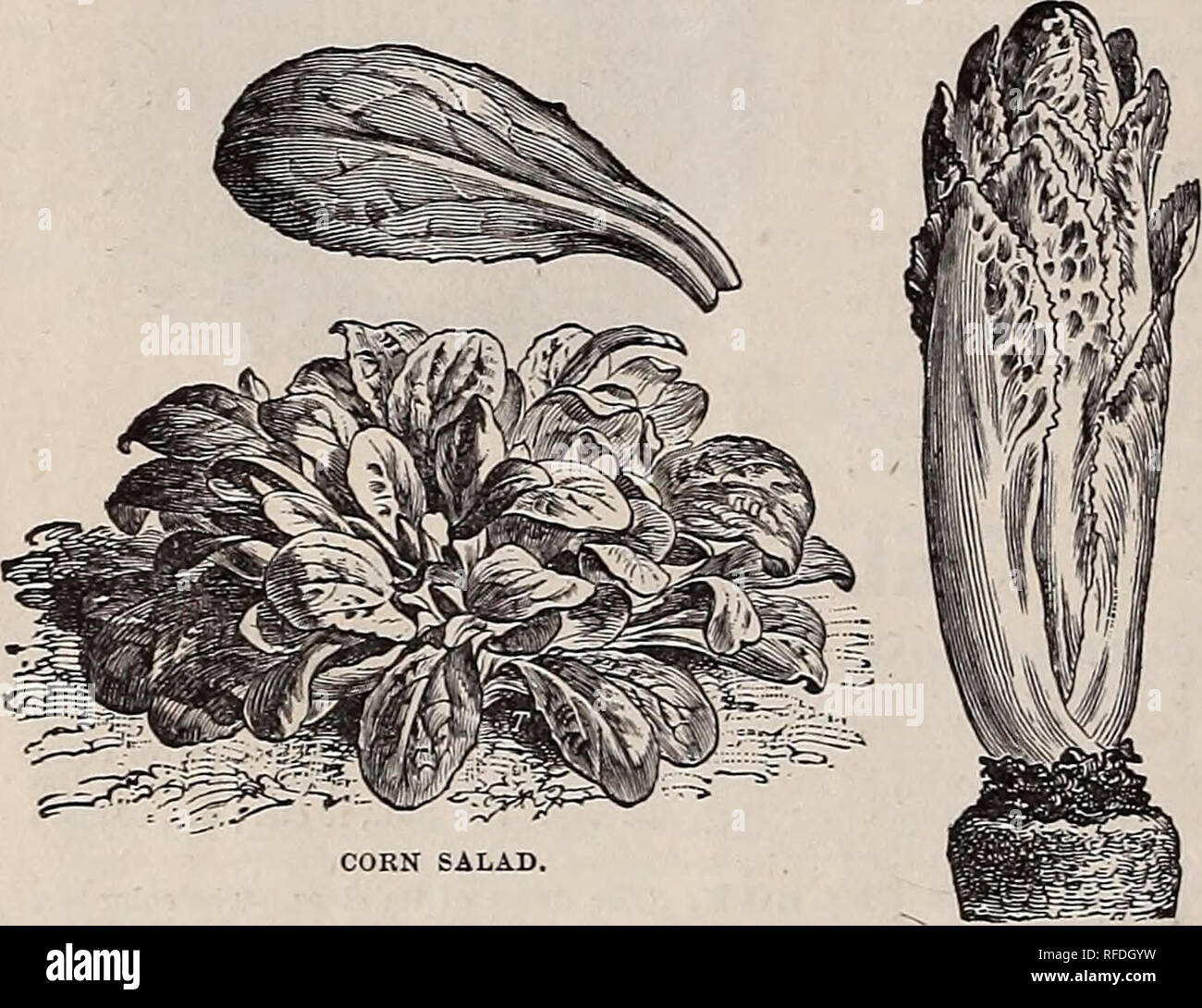 . Graines : légumes, de fleurs et de semences, outils agricoles, les plantes horticoles, des articles divers, printemps 1902. Pépinière de l'État de New York (New York) ; Catalogues Catalogues de semences de légumes, graines de fleurs catalogues ; Matériel et fournitures de jardinage Catalogues. 16 WEEBER &AMP ; DON. Les graines de légumes. Le cerfeuil. L'allemand, l'Curbd.-français, Cerfeuil.-espagnol, Perifollo. Le bouclé le cerfeuil cultivé comme le persil, et utilisé pour la garniture et l'assaisonnement des soupes et salades. La semence de la racine tubéreuse est semé en août, et traités comme la carotte. Cerfeuil gondolé. Les jeunes feuilles sont utilisées pour aromatiser les soupes et sal Banque D'Images