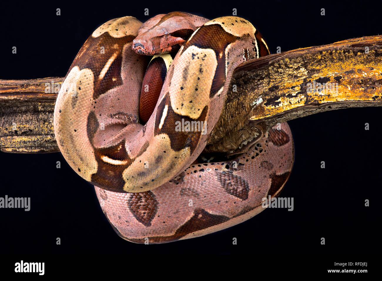 Boa constrictor (Boa constrictor constrictor) Suriname localité Banque D'Images