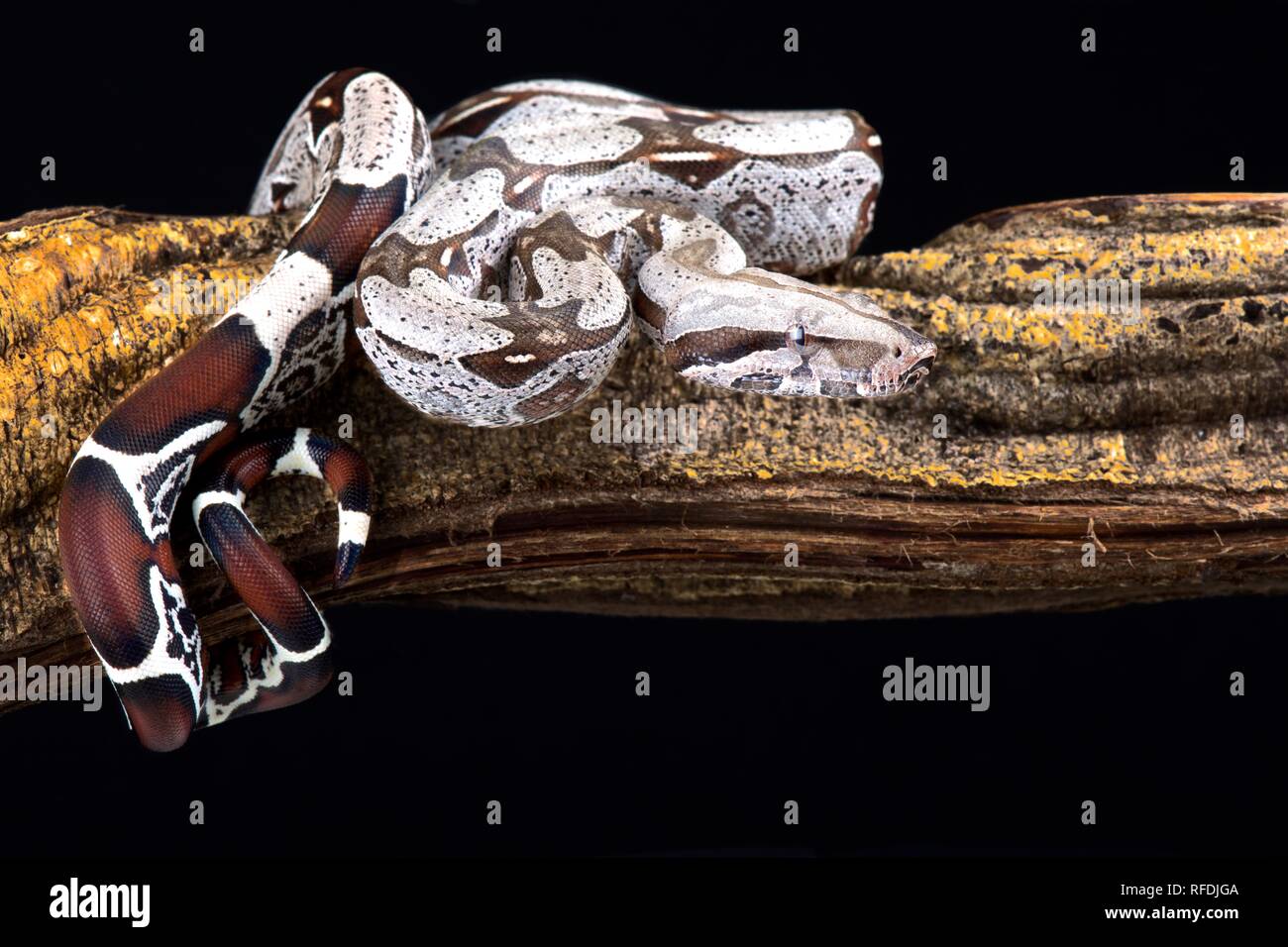 Boa constrictor (Boa constrictor constrictor) Suriname localité Banque D'Images