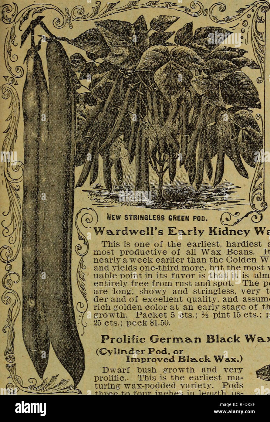 . Catalogue des semences et des plantes annuelles, 1902. Pépinières (Horticulture) Ohio Ohio de pépinière ; Catalogues Catalogues ; graines de fleurs ; Catalogues Catalogues Catalogues ; fruits ; plantes ornementales, catalogues. L. TEMPLIN &AMP ; FILS, CALLA, Ohio. 25. BusK, Beetns ont continué. Nouvelles sans fil Green Pod. Un nouveau vert sans fil extrêmement tôt pod bean bush introduit par Burpee. Très productive, beau, droit, lisse, vert gousses, tendre, croquante et de saveur. Les gousses sont profondément adossé à la selle ou froissé le long du dos causée par l'ensemble de parties charnues. Toujours ensemble- ly, même lorsqu'elle est entièrement sans fil mat Banque D'Images