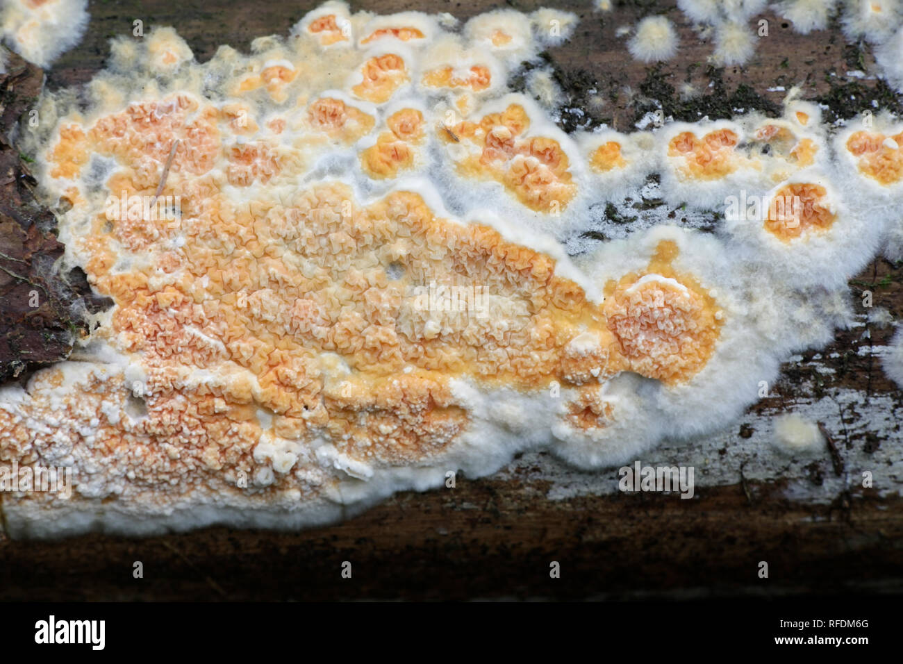 Belle croûte orange champignon, Leucogyrophana mollusca Banque D'Images