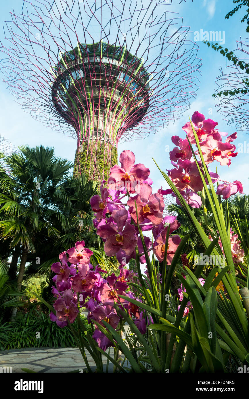 Structure durable de l'environnement connu sous le nom de Supertree Grove, l'un des principaux sites touristiques de la ville de Singapour. Banque D'Images