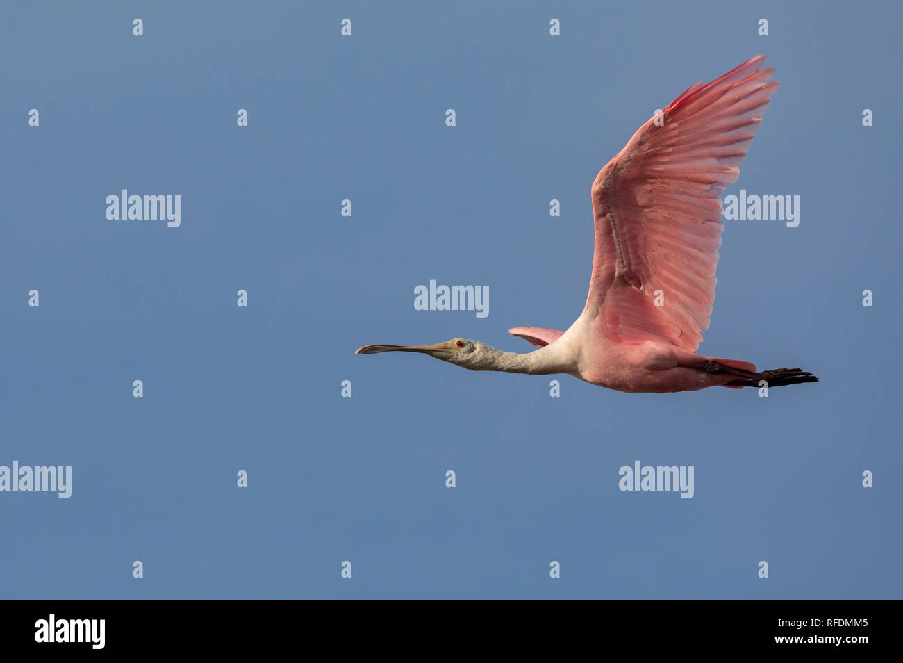 Roseate spoonbill Platalea ajaja, en vol, en hiver, au Texas. Banque D'Images