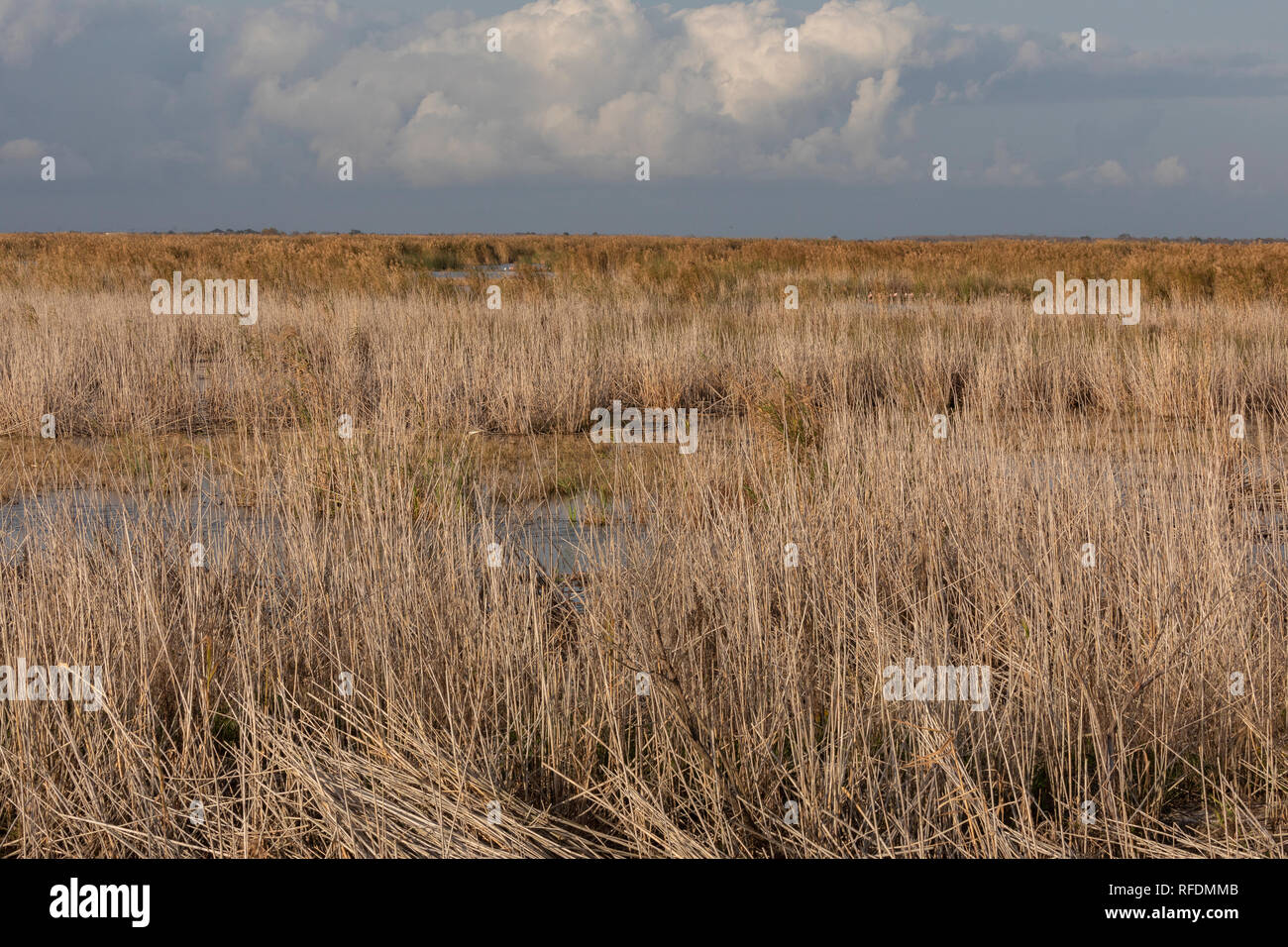 Des roselières et des zones humides à l'étang d'Anahuac, Tourterelle National Wildlife Refuge, sud du Texas. Banque D'Images