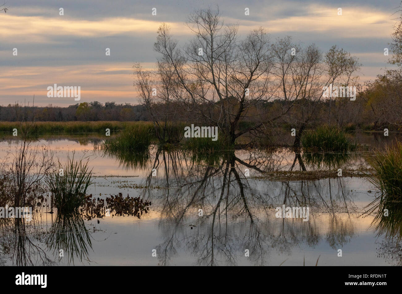 Soirée d'hiver sur le lac en Brazos Bend State Park, au Texas. Banque D'Images