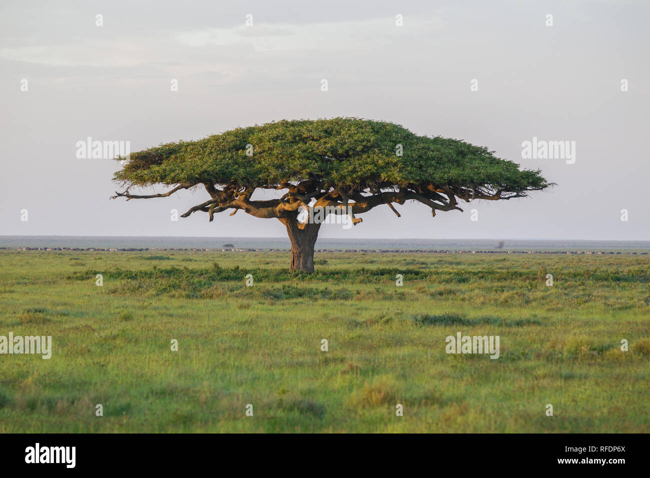 Plaines d'herbe courte et le Parc National du Serengeti, la région de Ndutu, et le cratère du Ngorongoro Conservation Area, Tanzania attirer la grande migration. Banque D'Images