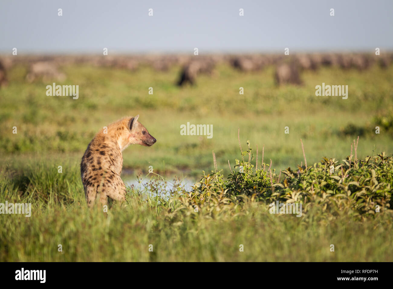 Plaines d'herbe courte et le Parc National du Serengeti, la région de Ndutu, et le cratère du Ngorongoro Conservation Area, Tanzania attirer la grande migration. Banque D'Images