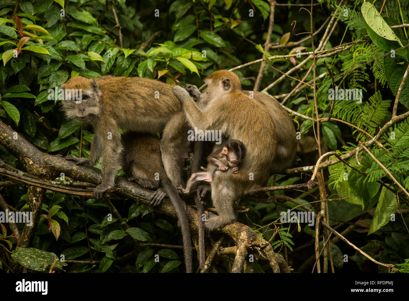 Une famille de macaques se lisser le matin dans la jungle du parc national de Gunung Leuser, Sumatra du nord Banque D'Images