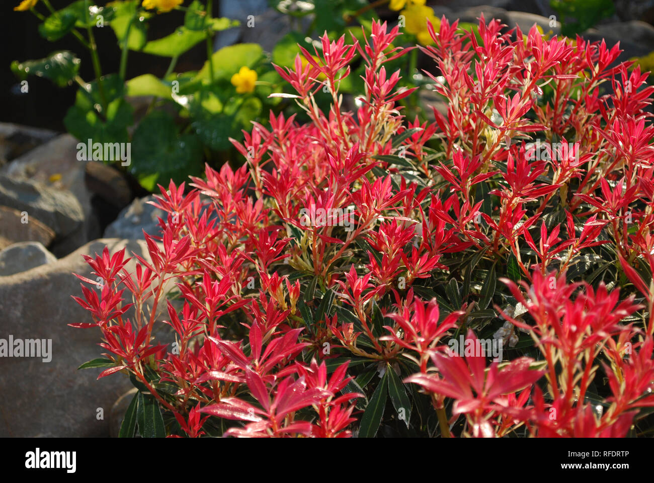 My Hingham Gardens My Love Hate Relationship With Pieris Japonica