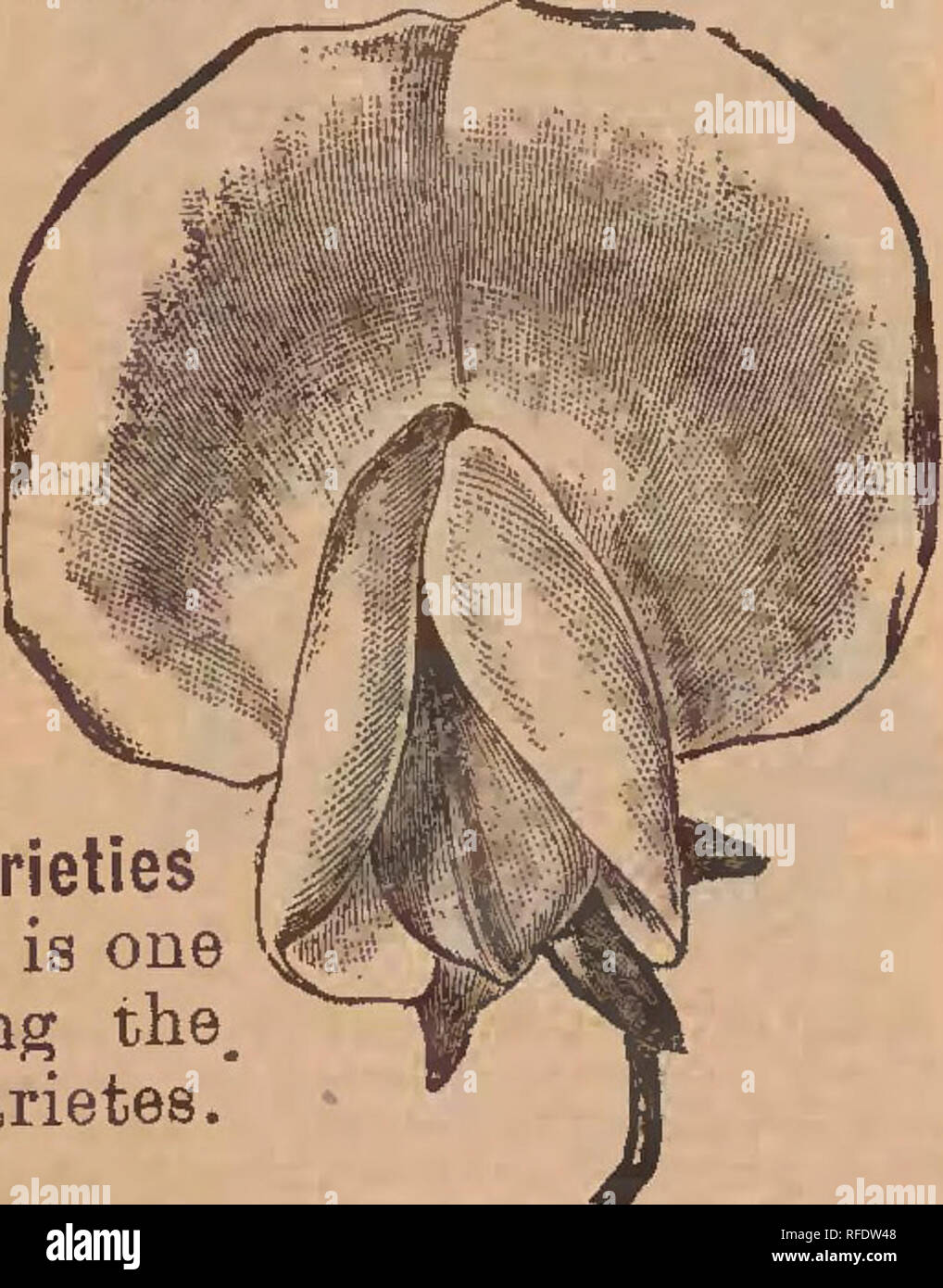 . Dix-neuvième année. Pépinière Carthage Missouri catalogues ; Graines de legumes ; Catalogues Catalogues de graines de fleurs Graines d'herbes ; catalogues ; Matériel et fournitures de jardinage Catalogues. Daybreak, Crimson cramoisi sur fond blanc. Frère gris, abreuvés violet sur fond blanc. Rougissant, Beauté délicate, le formulaire. Adonis, nouveau catmine rose, très bien. Teinté blanc, papillon belle dame lilas, rose et blanc. Le Vésuve, très grand repéré. Invincible Carmine, nouveau. Ferry blanche, rose et blanc, ine bloomer. Boreatton, marron. Le capitaine Clark, (Tricolor) blanc et bordeaux. Cardinal, écarlate brillant. Sa Ma Banque D'Images