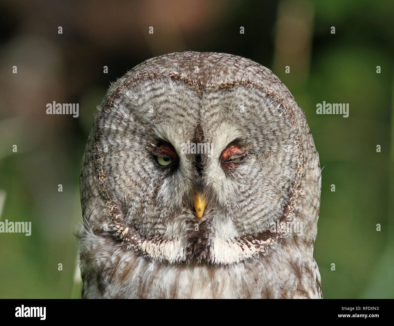 Grand hibou gris / hibou clignotant / tête de hibou Banque D'Images
