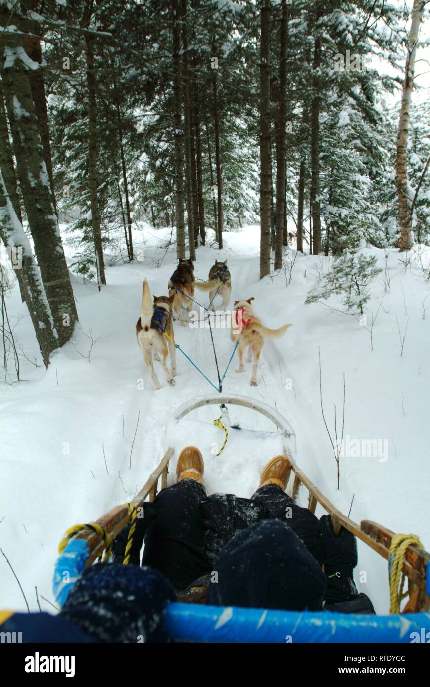 Pouvez, Canada, Québec : le traîneau à chiens dans la forêt de Saint-David-de-Falardeau, au nord de Chicoutimi Banque D'Images