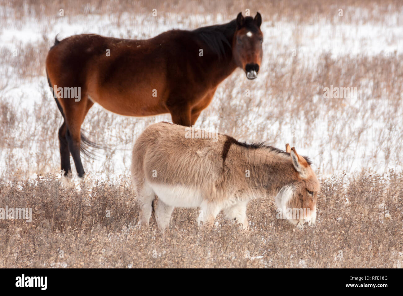 Vue latérale du cheval et l'âne ensemble dans les pâturages, neige au sol, l'herbe, visible dans un pâturage durant l'hiver en Alberta, Canada. Banque D'Images
