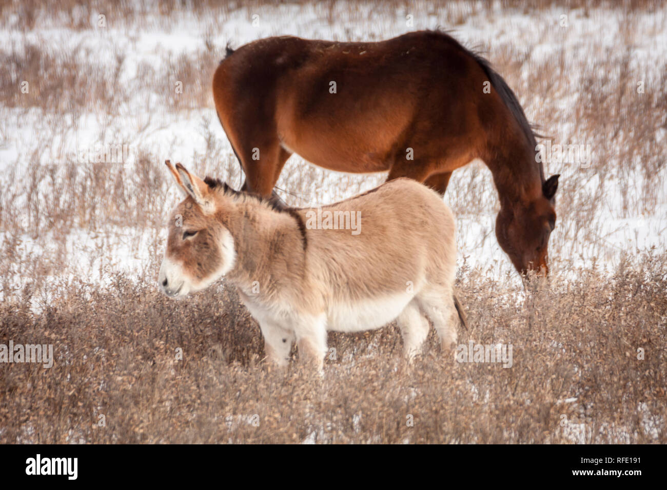 Vue latérale du cheval et âne ensemble dans les pâturages, neige au sol, l'herbe, visible dans un pâturage durant l'hiver en Alberta, Canada. Banque D'Images